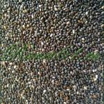 Семена чиа (1кг)