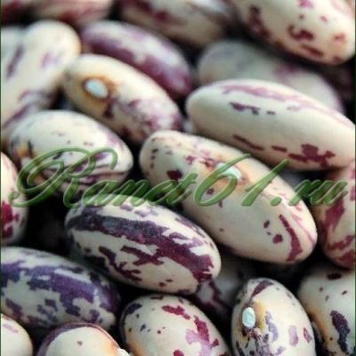 Фасоль Боксер серая ( 5кг )