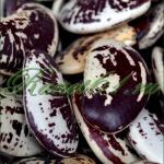 Фасоль Лимская ГИГАНТ (5кг)