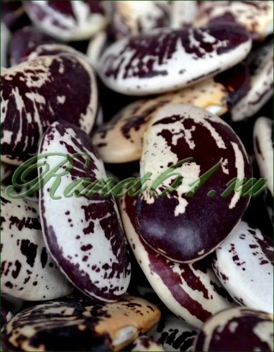 Фасоль Лимская ГИГАНТ (5кг)