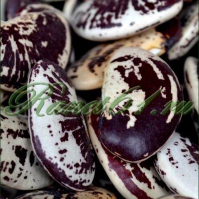 Фасоль Лимская ГИГАНТ (5кг)