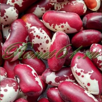 Фасоль Ласточка (5кг)