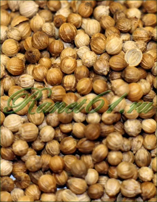 КОРИАНДР ЗЕРНО ( 1кг)