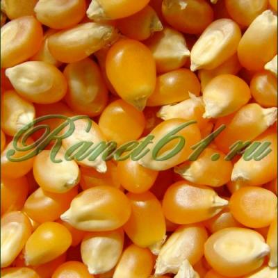 Кукуруза для попкорна (5 кг)