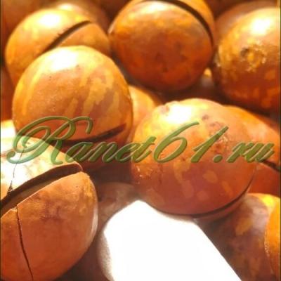 Макадамия орех в скорлупе средний ААА (4,9кг)