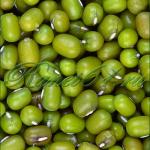 Маш для проращивания (1кг)