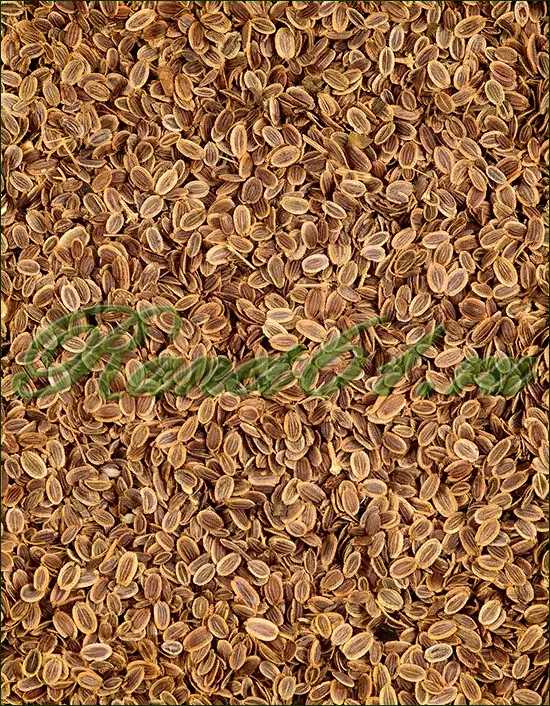 Укроп семя (1кг)